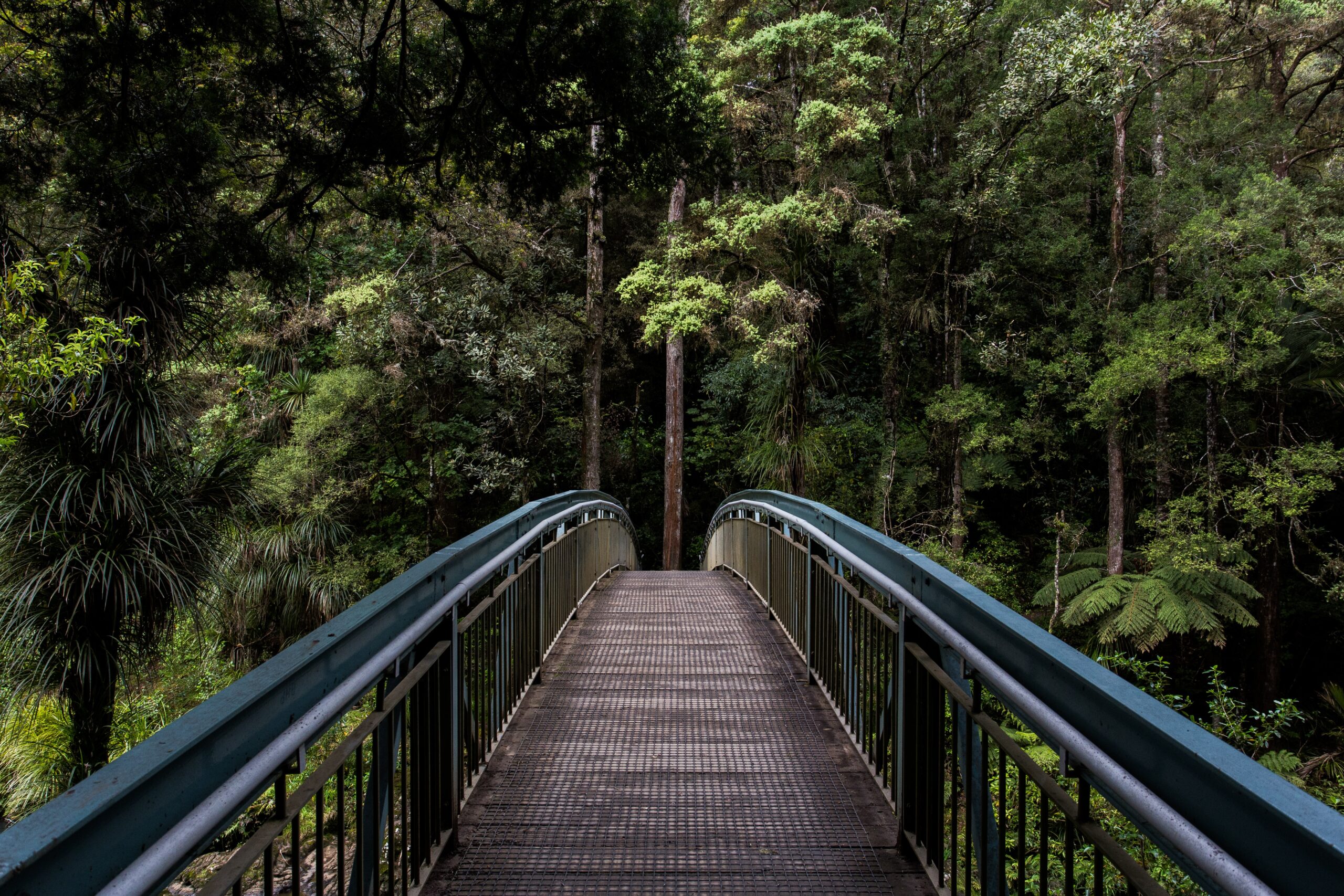 a bridge into trees